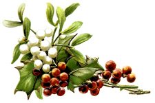 Clipart Images of Christmas 9 - Berries and Mistletoe