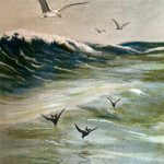 Water Birds 3 - Gulls and Petrels