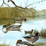 Water Birds 4 - Assorted River Ducks