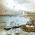 Water Birds 9 - Terns and Plovers