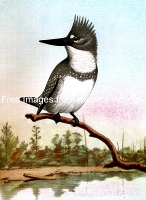 Water Birds 11 - Belted Kingfisher