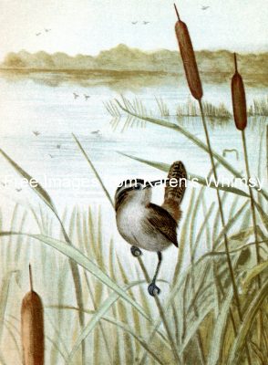 Water Birds 12 - Long-Billed Marsh Wren