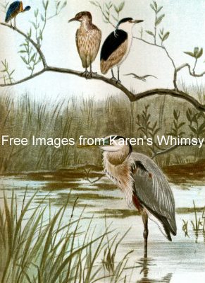 Water Birds 5 - A Flock of Heron