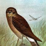 Birds Of Prey 2 - Marsh Hawk
