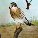 Birds Of Prey 3 - Sparrow Hawk