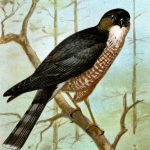 Birds Of Prey 4 - Sharp Shinned Hawk