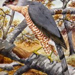 Birds Of Prey 6 - Coopers Hawk