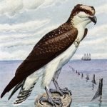 Birds Of Prey 9 - Osprey at a Pier