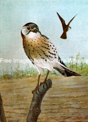 Birds Of Prey 3 - Sparrow Hawk
