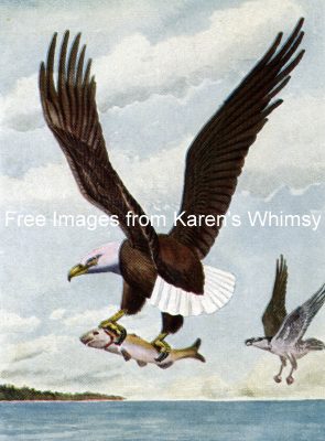 Birds Of Prey 7 - Bald Eagle