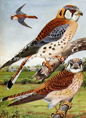Birds Of Prey 8 - Sparrow Hawks