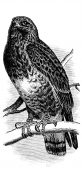 Pictures Of Hawks 2 - Rough Legged Hawk