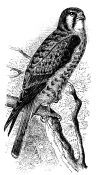 Pictures Of Hawks 9 - American Sparrow Hawk