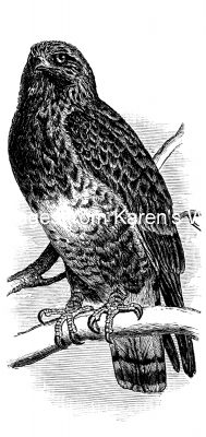 Pictures Of Hawks 2 - Rough Legged Hawk