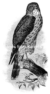 Pictures Of Hawks 8 - Pigeon Hawk