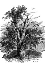 Druidism 12 Glendowers Oak