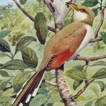 Kinds Of Birds 2 - Yellow Billed Cuckoo