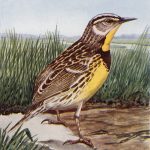 Kinds Of Birds 4 - Meadowlark