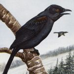Kinds Of Birds 5 - Black Crow