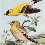 Kinds Of Birds 9 - Goldfinch
