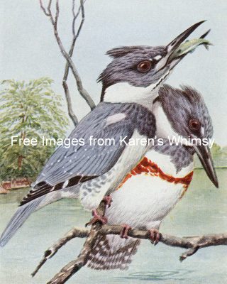 Kinds Of Birds 3 - Belted Kingfisher