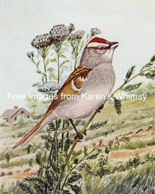 Kinds Of Birds 6 - Chipping Sparrow