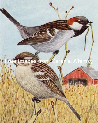 Kinds Of Birds 8 - English Sparrow