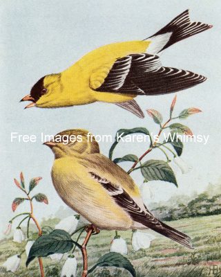 Kinds Of Birds 9 - Goldfinch