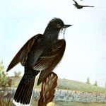 Images of Birds 1 - Kingbird