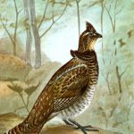 Images Of Birds 10 - Ruffed Grouse