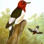 Images Of Birds 14 - Red Headed Woodpecker