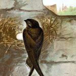 Images Of Birds 17 - Chimney Swift
