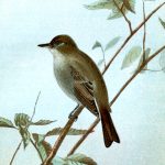 Images of Birds 4 - Wood Pewee