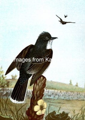 Images of Birds 1 - Kingbird