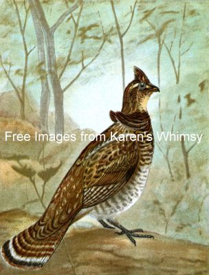 Images Of Birds 10 - Ruffed Grouse