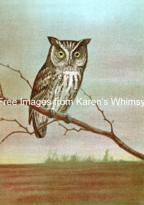 Images Of Birds 12 - Screech Owl