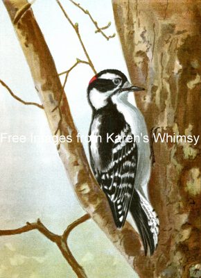 Images Of Birds 13 - Downy Woodpecker