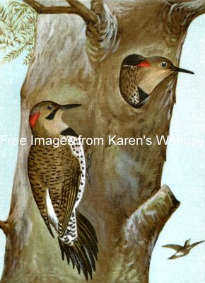 Images Of Birds 15 - Flickers in a Tree