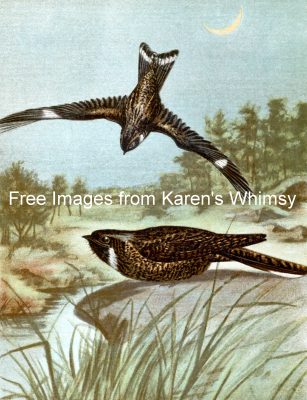 Images Of Birds 16 - Nighthawk Whiporwill