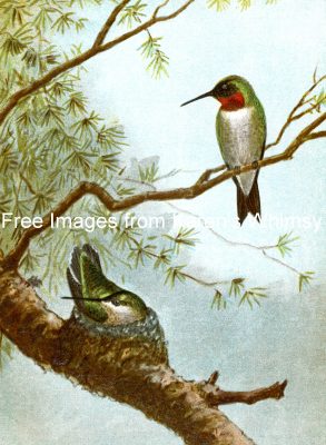 Images Of Birds 18 - Ruby Throated Hummingbird