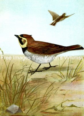 Images of Birds 5 - Horned Lark