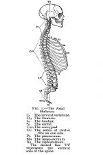 Labeled Skeleton 12 - Axial Skeleton