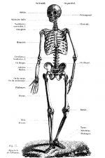 Labeled Skeleton 11 - Male Skeleton