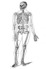 Labeled Skeleton 4 - Front View