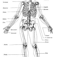 Labeled Skeletons