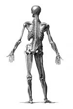 Labeled Skeleton 9 - Standing Male