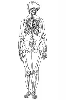 Labeled Skeleton 10 - Female Skeleton