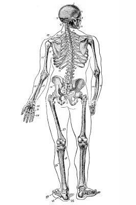 Labeled Skeleton 6 - Rear View
