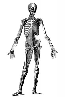Labeled Skeleton 7 - Standing Male