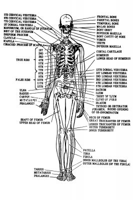 Labeled Skeleton 8 - Radiographic Skeleton